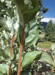 Attēlu rezultāti vaicājumam “Elaeagnus commutata”