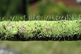 Attēlu rezultāti vaicājumam “Chaenotheca furfuracea”