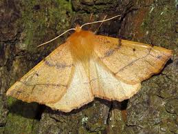 Attēlu rezultāti vaicājumam “Colotois pennaria”