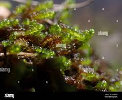 Attēlu rezultāti vaicājumam “Scorpidium scorpioides”