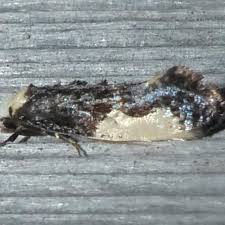 Attēlu rezultāti vaicājumam “Monopis monachella”