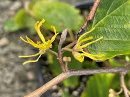 Attēlu rezultāti vaicājumam “Hamamelis virginiana”