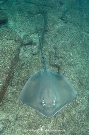 Image result for Hypanus longus