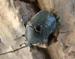 Attēlu rezultāti vaicājumam “Potosia cuprea imago”