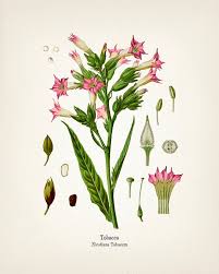 Attēlu rezultāti vaicājumam “Nicotiana tabacum flower”