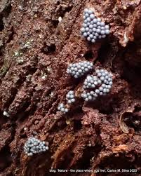 Attēlu rezultāti vaicājumam “Enteridium variabile spores”