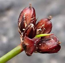 Attēlu rezultāti vaicājumam “Juncus bulbosus fruit”