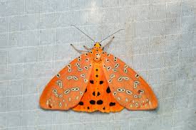 Attēlu rezultāti vaicājumam “Zanclognatha tarsipennalis”