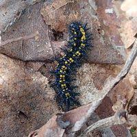 Attēlu rezultāti vaicājumam “Euphydryas maturna larva”