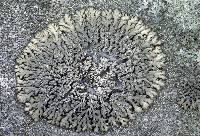 Attēlu rezultāti vaicājumam “Phaeophyscia orbicularis”