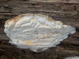 Attēlu rezultāti vaicājumam “Skeletocutis odora”