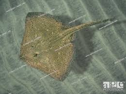 Image result for Raja asterias