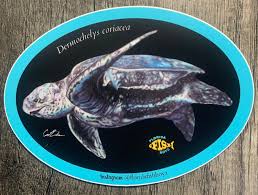 Image result for Dermochelys coriacea