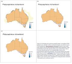 Image result for Platycephalus richardsoni
