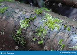 Attēlu rezultāti vaicājumam “Dicranella heteromalla”