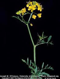 Attēlu rezultāti vaicājumam “Rorippa sylvestris flower”