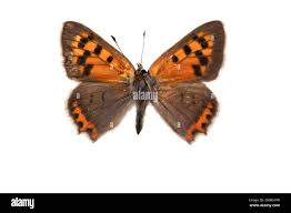 Attēlu rezultāti vaicājumam “Lycaena phlaeas male”