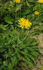 Attēlu rezultāti vaicājumam “Leontodon hispidus”