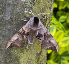 Attēlu rezultāti vaicājumam “Smerinthus ocellata”