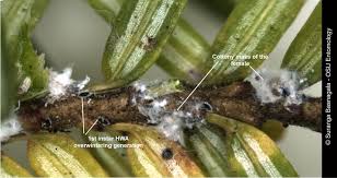 Attēlu rezultāti vaicājumam “Adelges laricis”