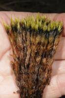 Attēlu rezultāti vaicājumam “Dicranum undulatum”