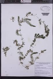 Attēlu rezultāti vaicājumam “Ceratophyllaceae”