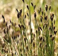 Attēlu rezultāti vaicājumam “Schoenus ferrugineus”