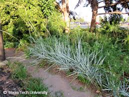 Attēlu rezultāti vaicājumam “Leymus arenarius”