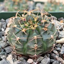 Image result for Gymnocalycium