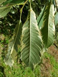 Attēlu rezultāti vaicājumam “Castanea sativa  leaf”
