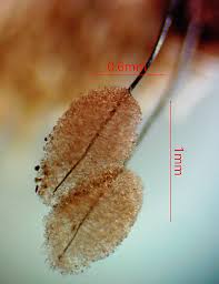 Attēlu rezultāti vaicājumam “Comatricha meandrispora spores”