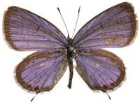 Attēlu rezultāti vaicājumam “Everes argiades”