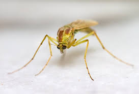 Attēlu rezultāti vaicājumam “Nematocera”