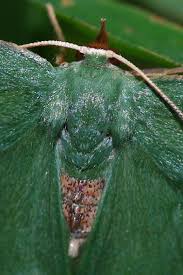 Attēlu rezultāti vaicājumam “Hemithea aestivaria”