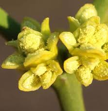 Attēlu rezultāti vaicājumam “Viscum album female flower”