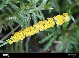 Attēlu rezultāti vaicājumam “Physarum virescens”