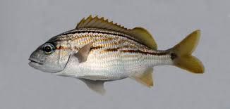 Image result for Haemulon carbonarium