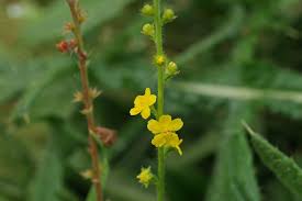 Attēlu rezultāti vaicājumam “Agrimonia eupatoria leaf”