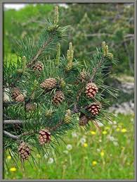 Attēlu rezultāti vaicājumam “Pinus sylvestris female flower”