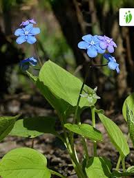 Image result for Omphalodes verna