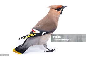 Attēlu rezultāti vaicājumam “Bombycilla garrulus adult”