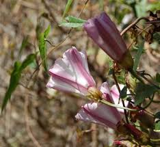 Attēlu rezultāti vaicājumam “Calystegia inflata”