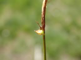 Attēlu rezultāti vaicājumam “Carex dioica fruit”