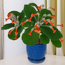 Image result for Sinningia