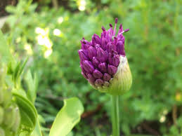 Attēlu rezultāti vaicājumam “Hesperis matronalis bud”