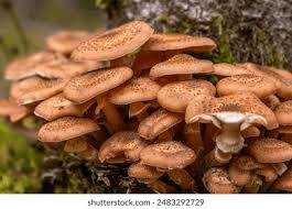 Attēlu rezultāti vaicājumam “Armillaria mellea”