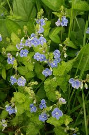 Attēlu rezultāti vaicājumam “Veronica chamaedrys leaf”