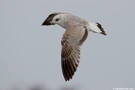 Attēlu rezultāti vaicājumam “Larus canus adult”