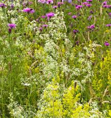 Attēlu rezultāti vaicājumam “Galium album flower”