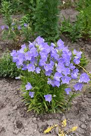 Image result for Campanula persicifolia